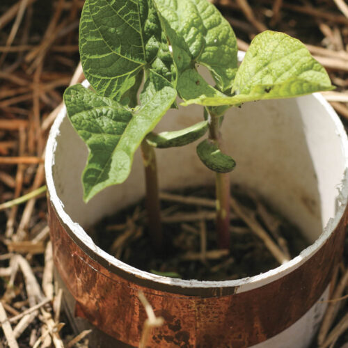 Collars can protect seedlings from pests.